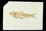 Fossil Fish (Knightia) - Wyoming #148547-1